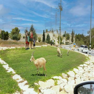 אבן דרך - רשת סמארט 2